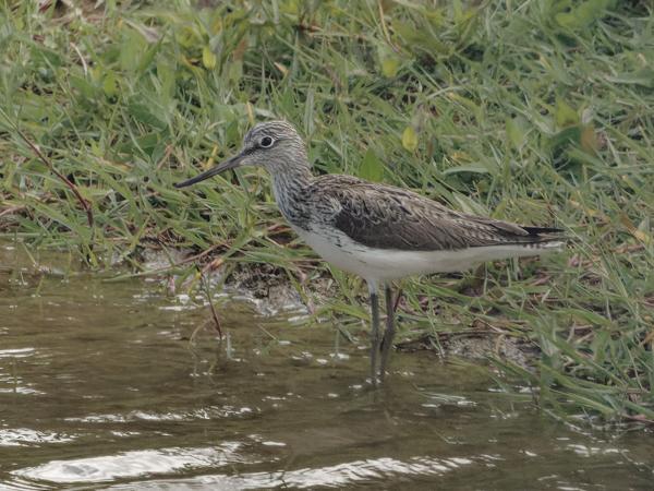 <h3><a href="/trips/ebro/biota/animalia/chordata/aves/024 charadriiformes/015 scolopacidae/tringa nebularia/tringa nebularia-nl.html">Tringa&nbsp;nebularia</a> / Common&nbsp;greenshank / Groenpootruiter</h3>OM-1 Mark II met M.300mm F4.0 + MC-14, 1/2000 sec  bij F5.6, ISO 4000, afstand 68.9&nbsp;m